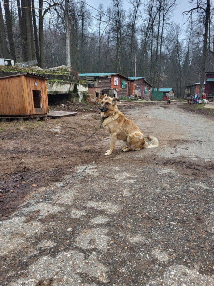 КОТ И ПЕС.